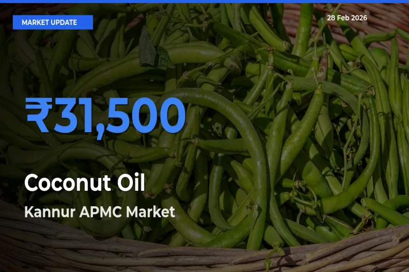Kannur APMC Tops Coconut Oil Rates – February 28 Market Update