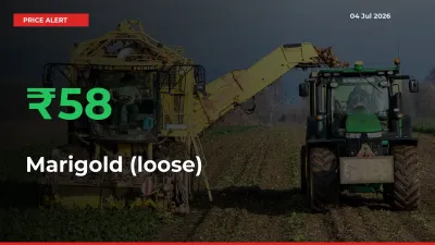 This Mandi Records 58.33% Jump in Marigold (loose) Prices
