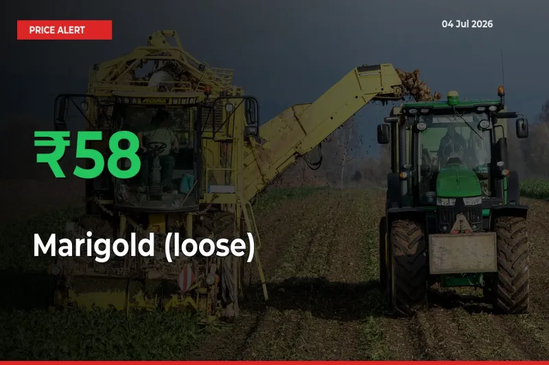 This Mandi Records 58.33% Jump in Marigold (loose) Prices
