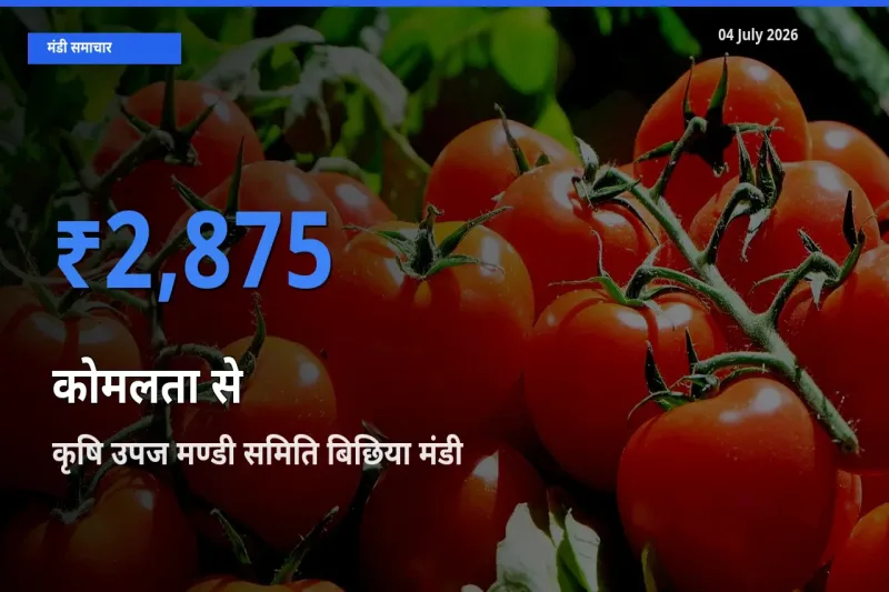 कृषि उपज मण्डी समिति बिछिया मंडी में कोमलता से ₹2,875 पर पहुँचा – आज का सर्वोच्च भाव