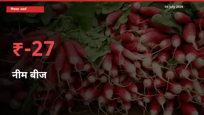 27.07% की गिरावट! मंडी में नीम बीज के दाम अचानक टूटे