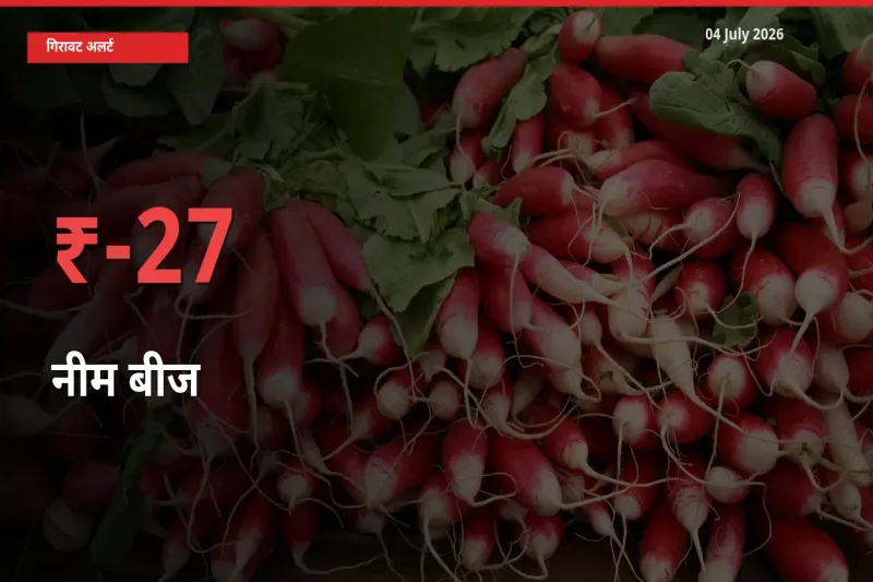 27.07% की गिरावट! मंडी में नीम बीज के दाम अचानक टूटे