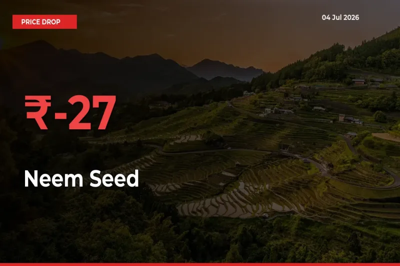 Neem Seed Prices Drop 27.07% in 24 Hours at Major Mandis