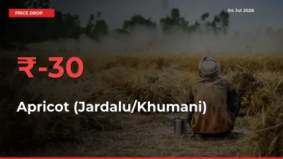 This Mandi Records 29.62% Fall in Apricot (Jardalu/Khumani) Prices