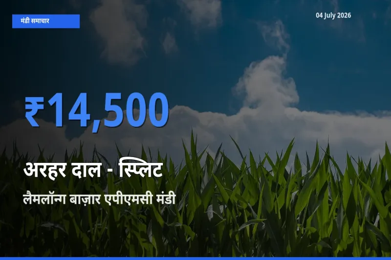 टॉप मंडी बना लैमलॉन्ग बाज़ार एपीएमसी! अरहर दाल - स्प्लिट के सबसे ऊँचे दाम यहीं दर्ज