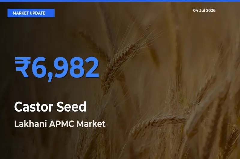 Lakhani APMC Tops Castor Seed Mandi Rates Today