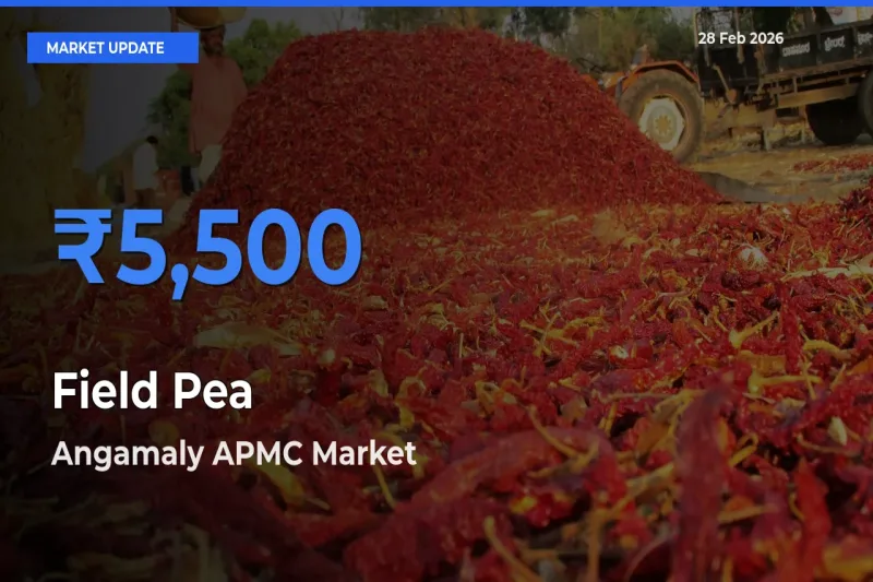Farmers Prefer Angamaly APMC as Field Pea Hits Highest Rate