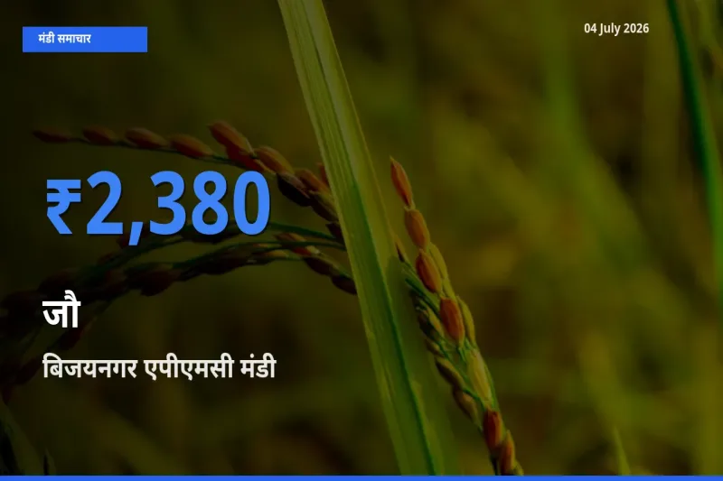 आज जौ के सबसे ऊँचे दाम ₹2,380 बिजयनगर एपीएमसी मंडी में