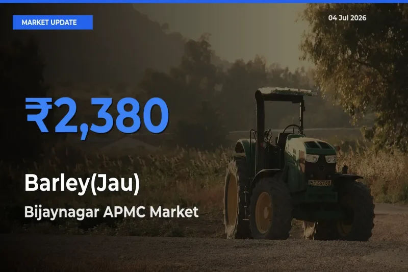 Bijaynagar APMC Leads as Top Mandi for Barley(Jau) Prices