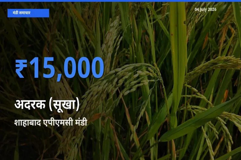 आज अदरक (सूखा) के सबसे ज़्यादा दाम शाहाबाद एपीएमसी मंडी में दर्ज