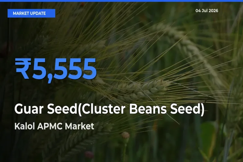 Market Watch: Kalol APMC Becomes Top Mandi for Guar Seed(Cluster Beans Seed)