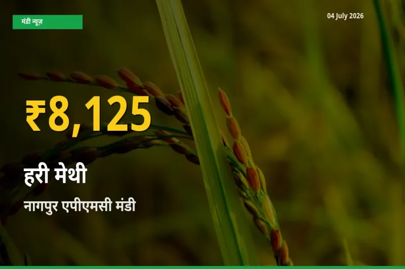 आज नागपुर एपीएमसी में हरी मेथी के दाम रिकॉर्ड स्तर पर, ताज़ा मंडी भाव जानें