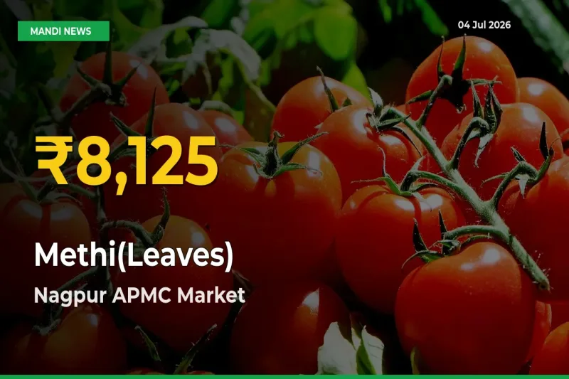 Farmers Benefit as Methi(Leaves) Rate Touches New High in Nagpur APMC