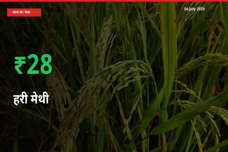आज का मंडी भाव: हरी मेथी के दाम मंडी में 28.31% ऊपर