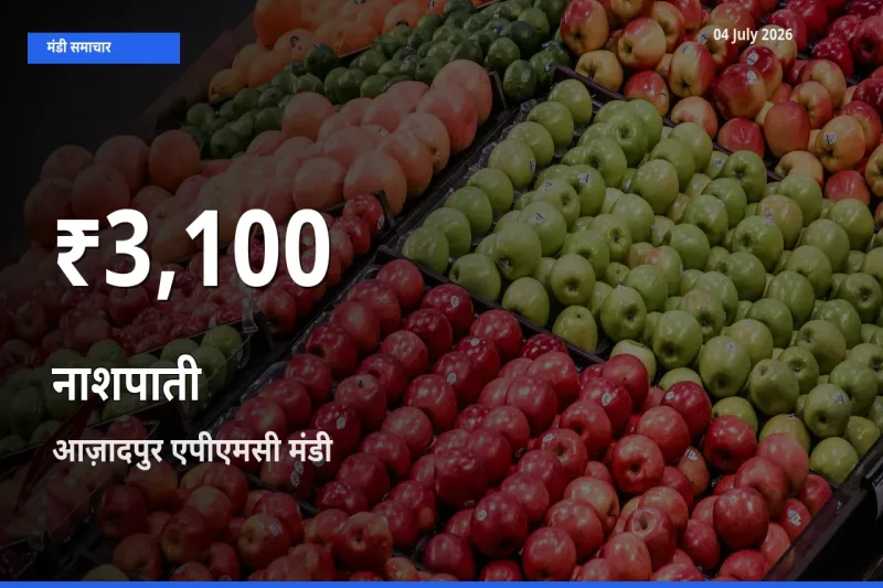 बाज़ार संकेत: नाशपाती के भाव आज़ादपुर एपीएमसी में 30 दिन के निचले स्तर पर
