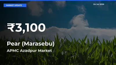 Pear (Marasebu) Falls to ₹3,100 in APMC Azadpur – 30-Day Lowest Rate