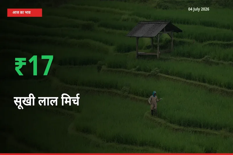 किसानों के लिए खुशखबरी! स्थानीय मंडी में सूखी लाल मिर्च 16.64% उछला