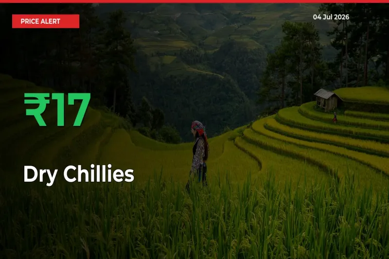 Sharp Jump! Dry Chillies Prices Climb 16.64% in 24 Hours at Key Mandis