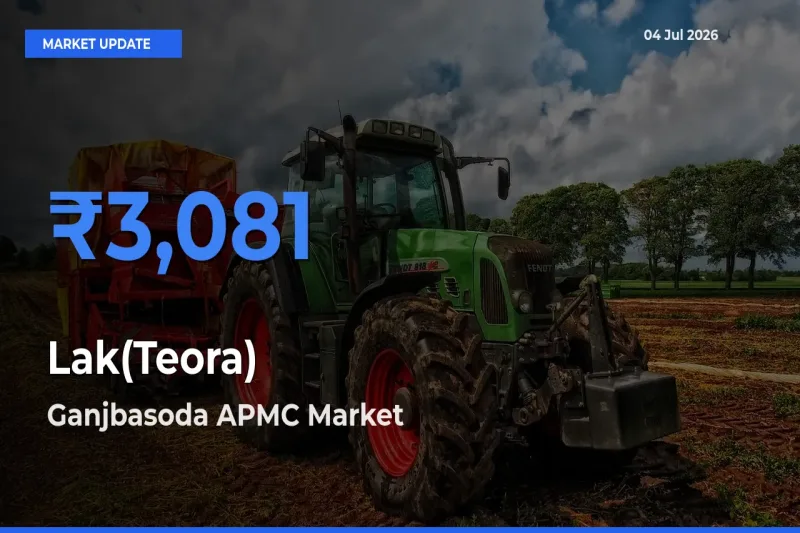 Ganjbasoda APMC Leads as Top Mandi for Lak(Teora) Prices