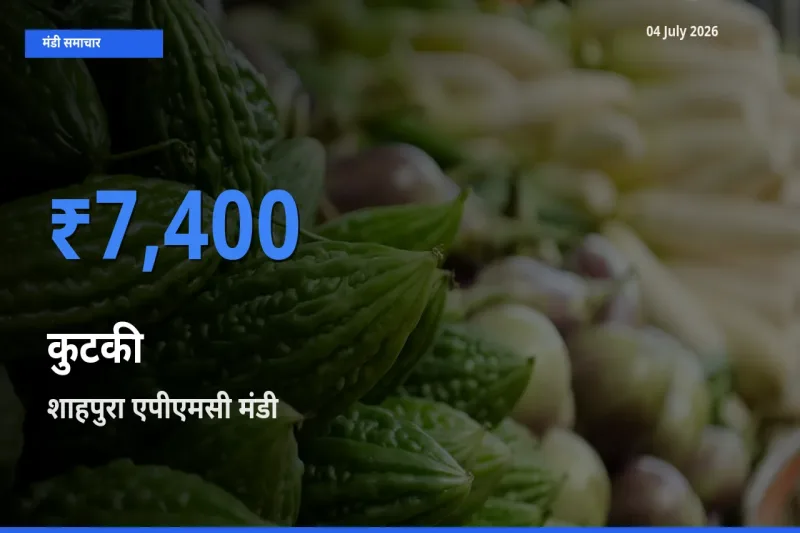 किसानों की पसंद बना शाहपुरा एपीएमसी, कुटकी के सबसे अच्छे दाम
