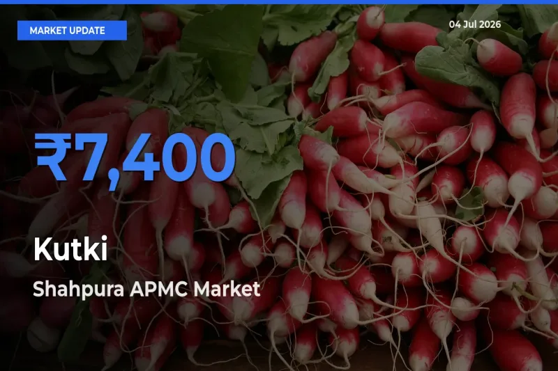 Market Watch: Shahpura APMC Becomes Top Mandi for Kutki