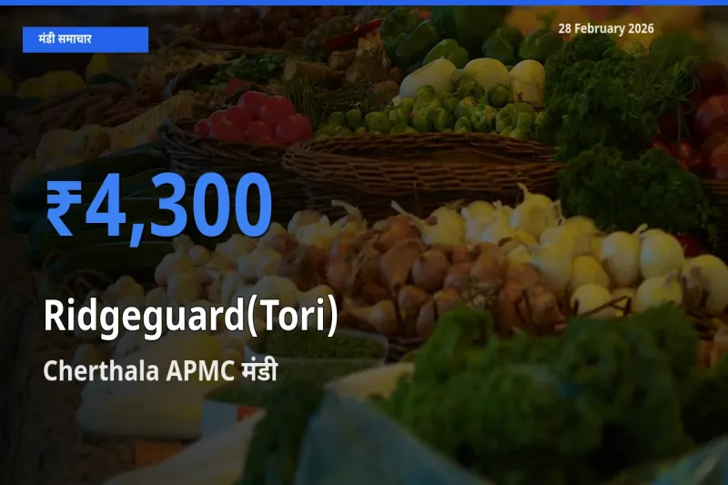 आज Ridgeguard(Tori) के सबसे ऊँचे दाम ₹4,300 Cherthala APMC मंडी में