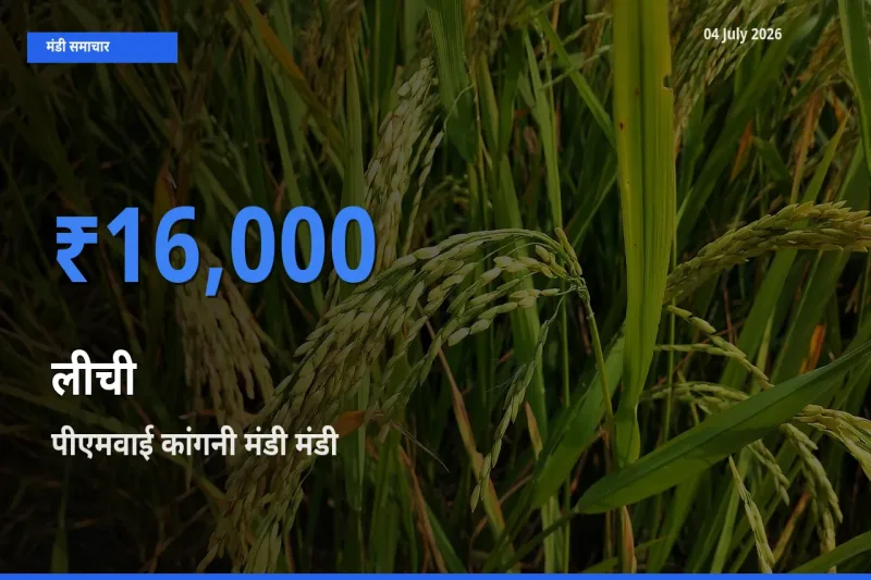 पीएमवाई कांगनी मंडी मंडी में लीची ₹16,000 पर पहुँचा – आज का सर्वोच्च भाव