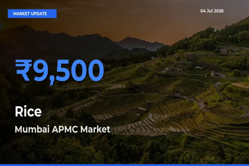 Market Watch: Mumbai APMC Becomes Top Mandi for Rice