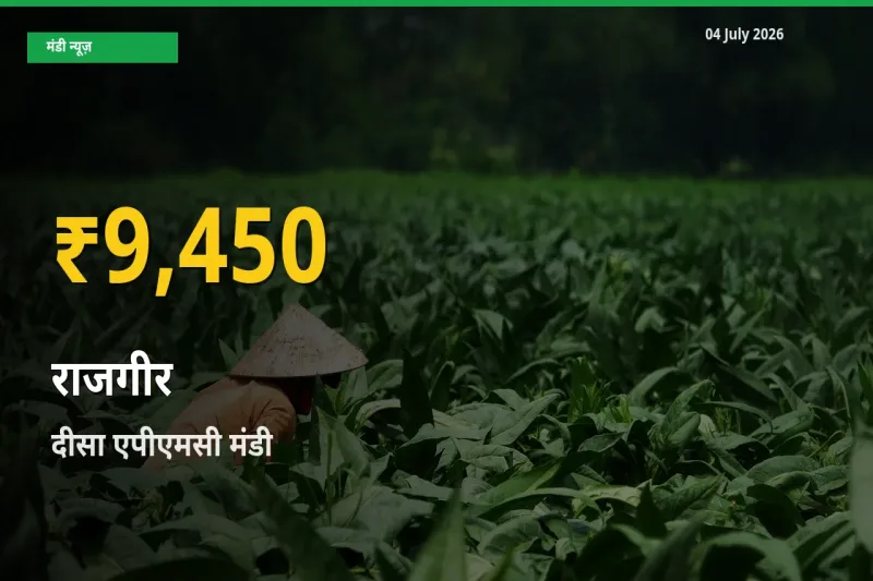30 दिनों में सबसे ऊँचे स्तर पर राजगीर के दाम, दीसा एपीएमसी में उछाल