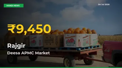 Big Jump in Rajgir Prices! Deesa APMC Records New Peak Today