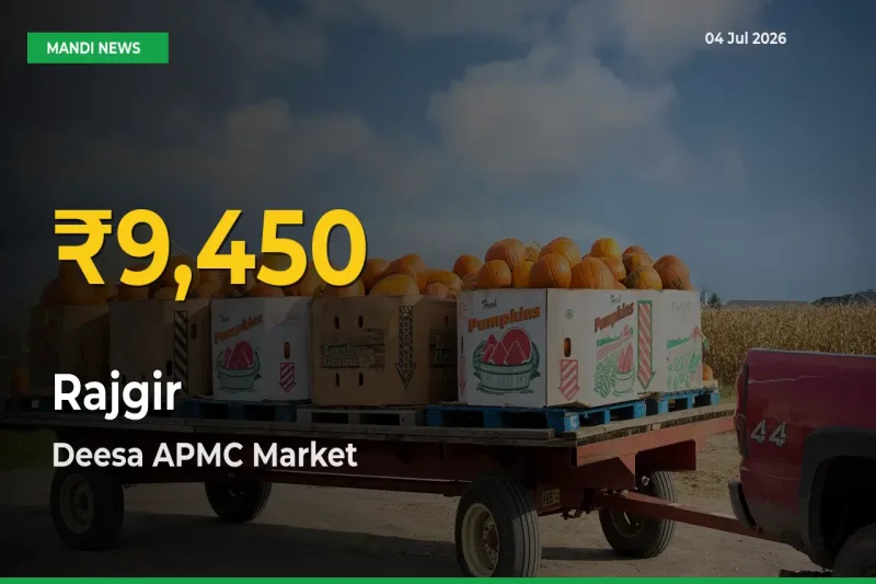 Big Jump in Rajgir Prices! Deesa APMC Records New Peak Today