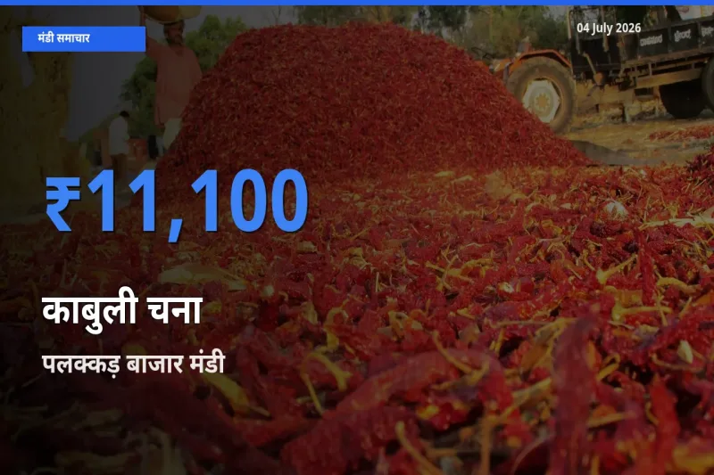 आज का मंडी भाव: काबुली चना के सबसे ज़्यादा दाम पलक्कड़ बाजार में