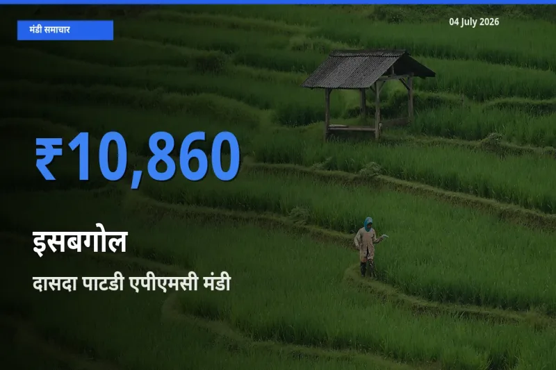आज इसबगोल के सबसे ज़्यादा दाम दासदा पाटडी एपीएमसी मंडी में दर्ज