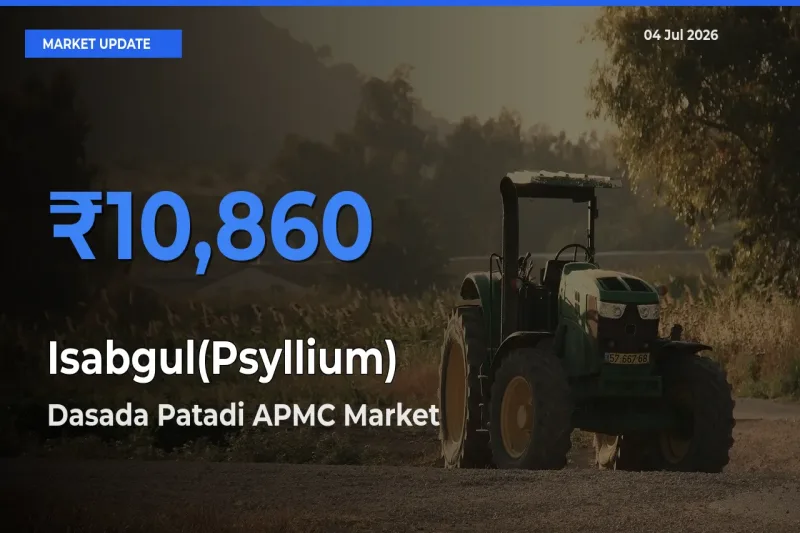 Dasada Patadi APMC Tops Isabgul(Psyllium) Mandi Rates Today