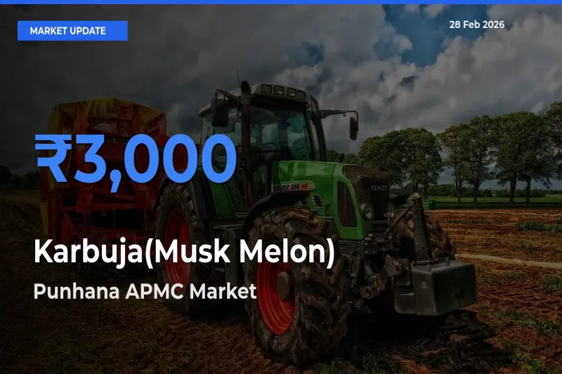 Farmers Prefer Punhana APMC as Karbuja(Musk Melon) Hits Highest Rate