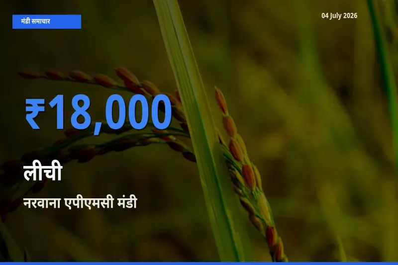 आज लीची के सबसे ऊँचे दाम ₹18,000 नरवाना एपीएमसी मंडी में