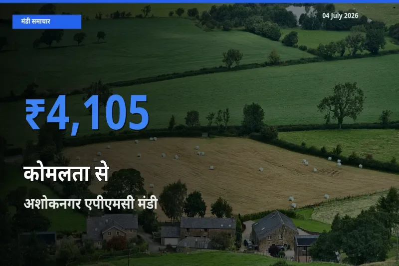 टॉप मंडी बना अशोकनगर एपीएमसी! कोमलता से के सबसे ऊँचे दाम यहीं दर्ज