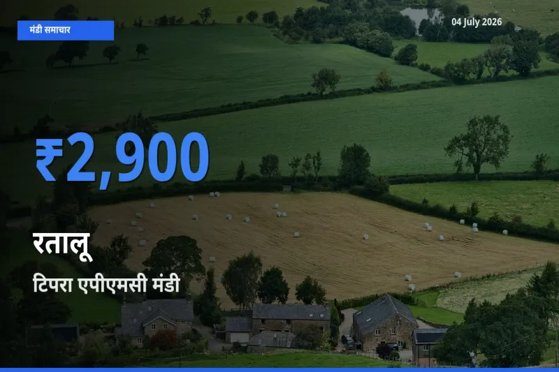 आज रतालू के सबसे ज़्यादा दाम टिपरा एपीएमसी मंडी में दर्ज