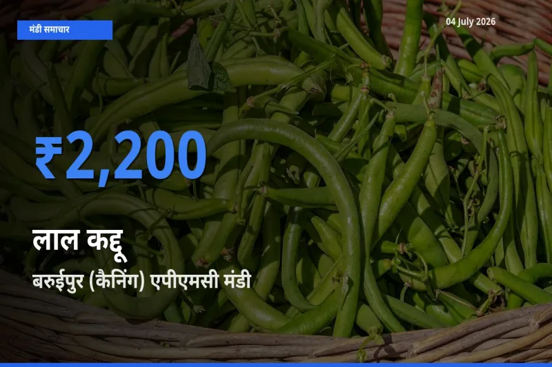 आज लाल कद्दू के सबसे ऊँचे दाम ₹2,200 बरुईपुर (कैनिंग) एपीएमसी मंडी में