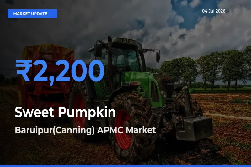 Top Performer! Baruipur(Canning) APMC Offers Best Sweet Pumpkin Price Today