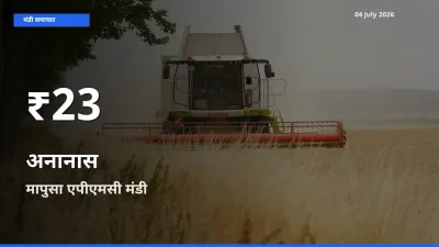 अनानास के दामों में गिरावट, मापुसा एपीएमसी में 30 दिन का न्यूनतम भाव