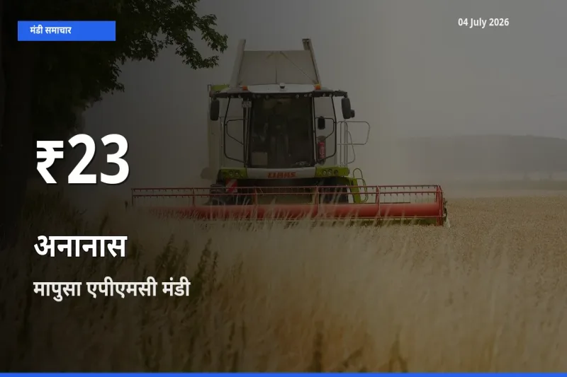 अनानास के दामों में गिरावट, मापुसा एपीएमसी में 30 दिन का न्यूनतम भाव