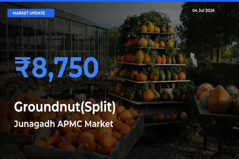 Junagadh APMC Offers ₹8,750 – Highest Groundnut(Split) Rate Today