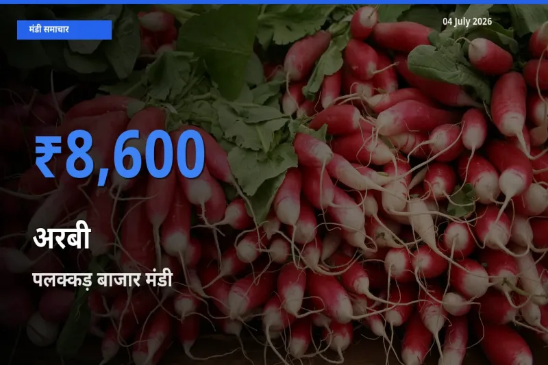 04 July अपडेट: अरबी के सबसे ऊँचे दाम पलक्कड़ बाजार मंडी में