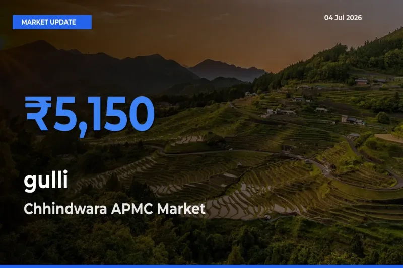 Farmers Prefer Chhindwara APMC as gulli Hits Highest Rate