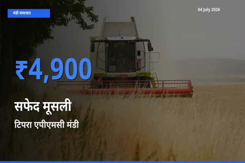किसानों की पसंद बना टिपरा एपीएमसी, सफेद मूसली के सबसे अच्छे दाम
