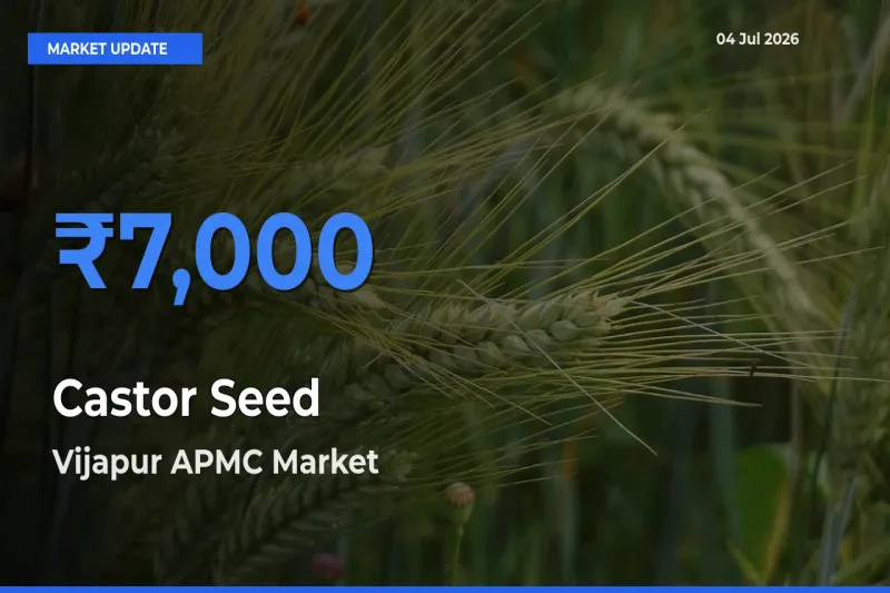 Market Watch: Vijapur APMC Becomes Top Mandi for Castor Seed