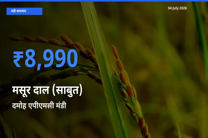 बाज़ार संकेत: दमोह एपीएमसी बना मसूर दाल (साबुत) के लिए आज की टॉप मंडी