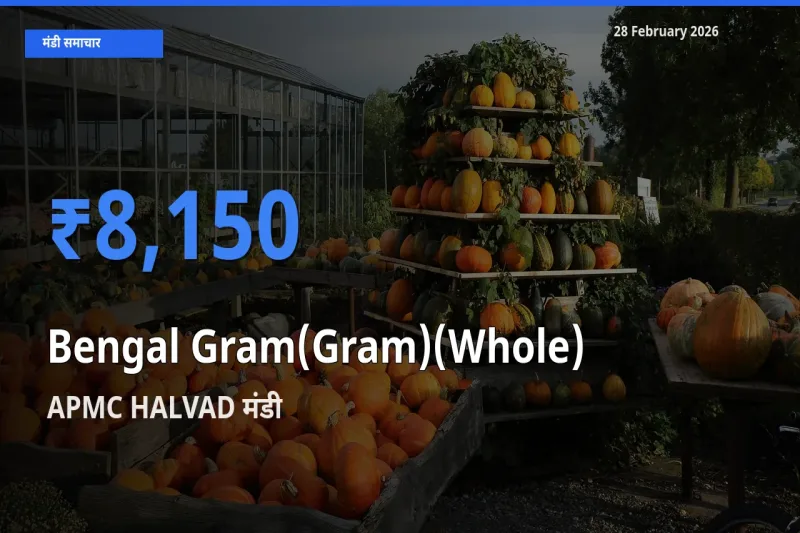 आज Bengal Gram(Gram)(Whole) के सबसे ऊँचे दाम ₹8,150 APMC HALVAD मंडी में