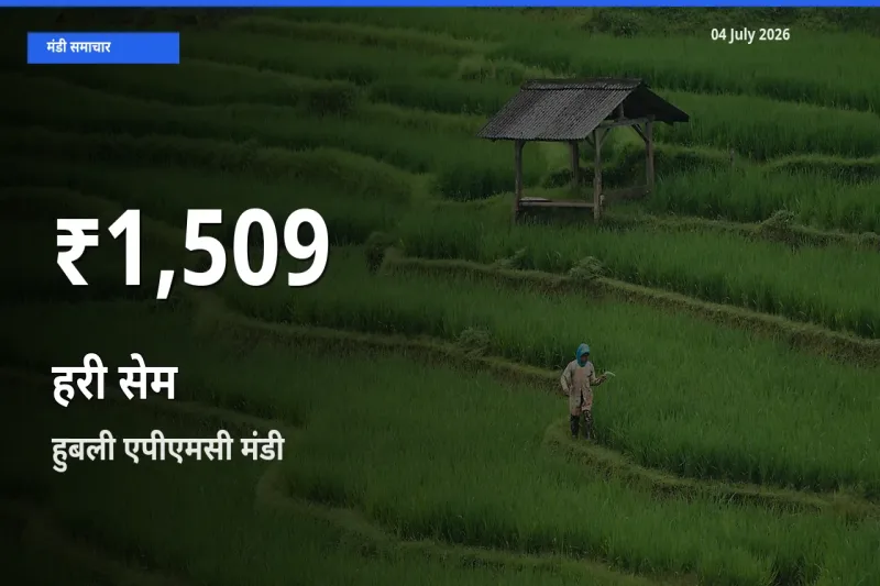 रिकॉर्ड गिरावट नहीं, लेकिन 30 दिन का न्यूनतम! हुबली एपीएमसी में हरी सेम के दाम फिसले